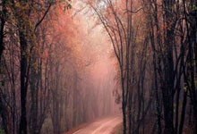 开云体育-意大利杯赛后走向成谜，法兰克福止住颓势，态度坚定，医务组通报恢复的简单介绍-开云体育